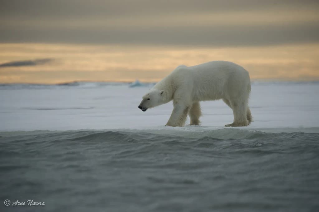 Isbjørn på Svalbard