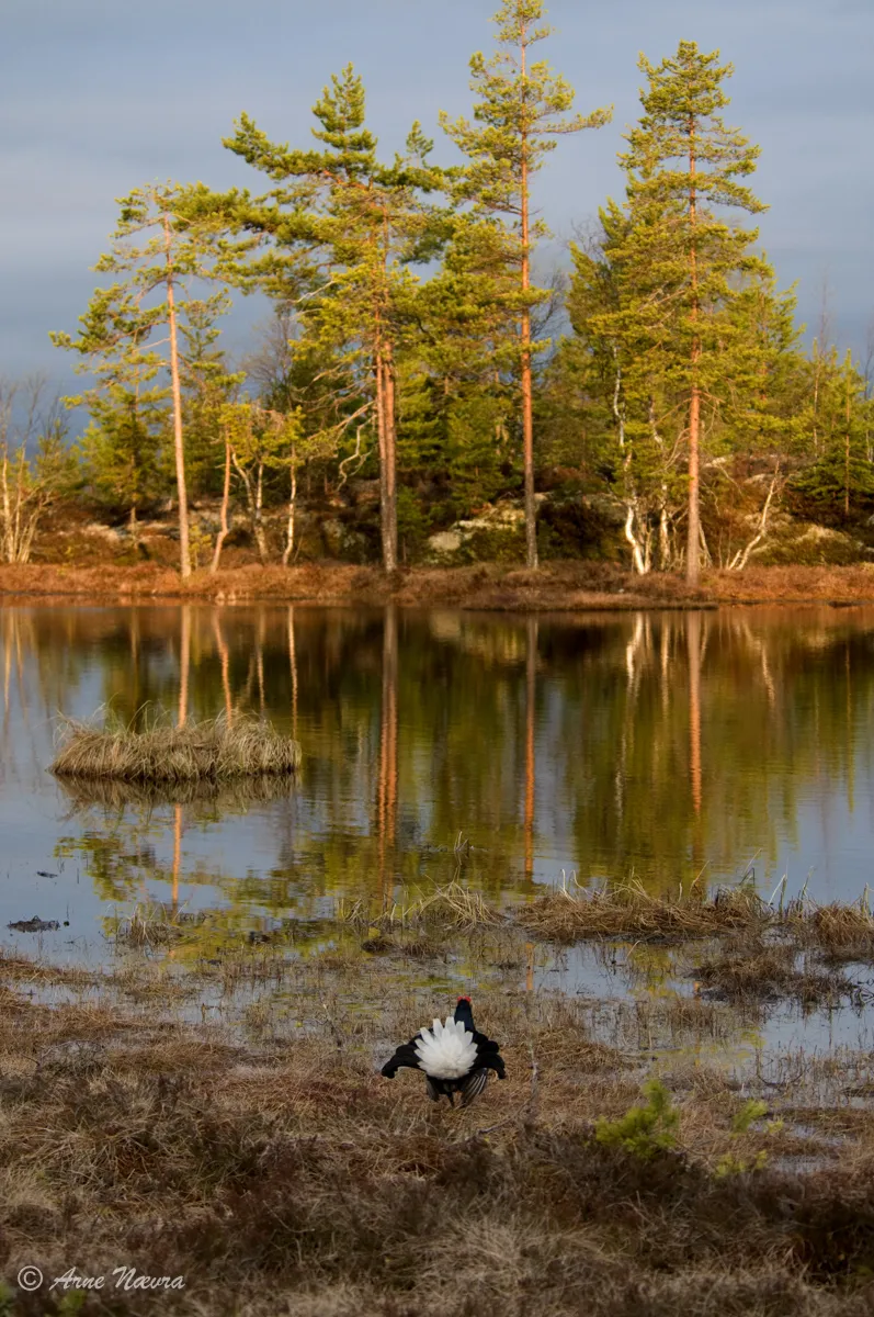 0040 — Orrhane i eventyrskog