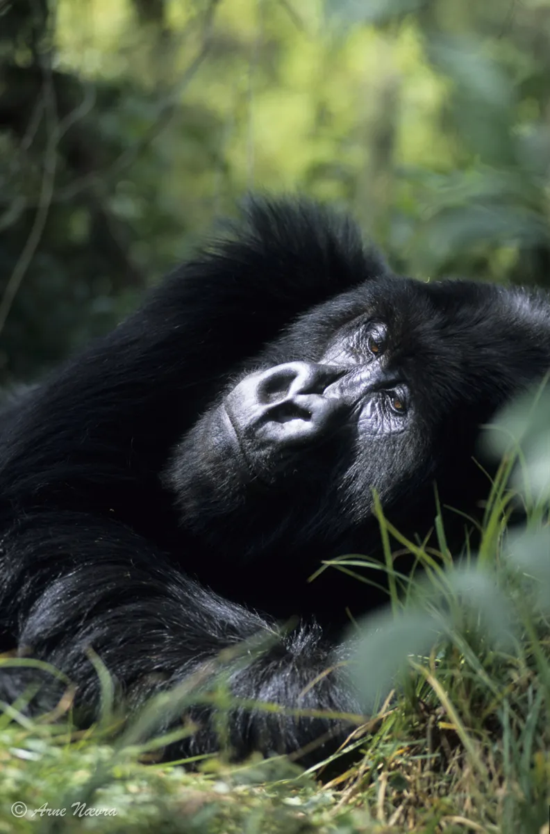 0184 — Naermote III.-Fjellgorilla Rwanda