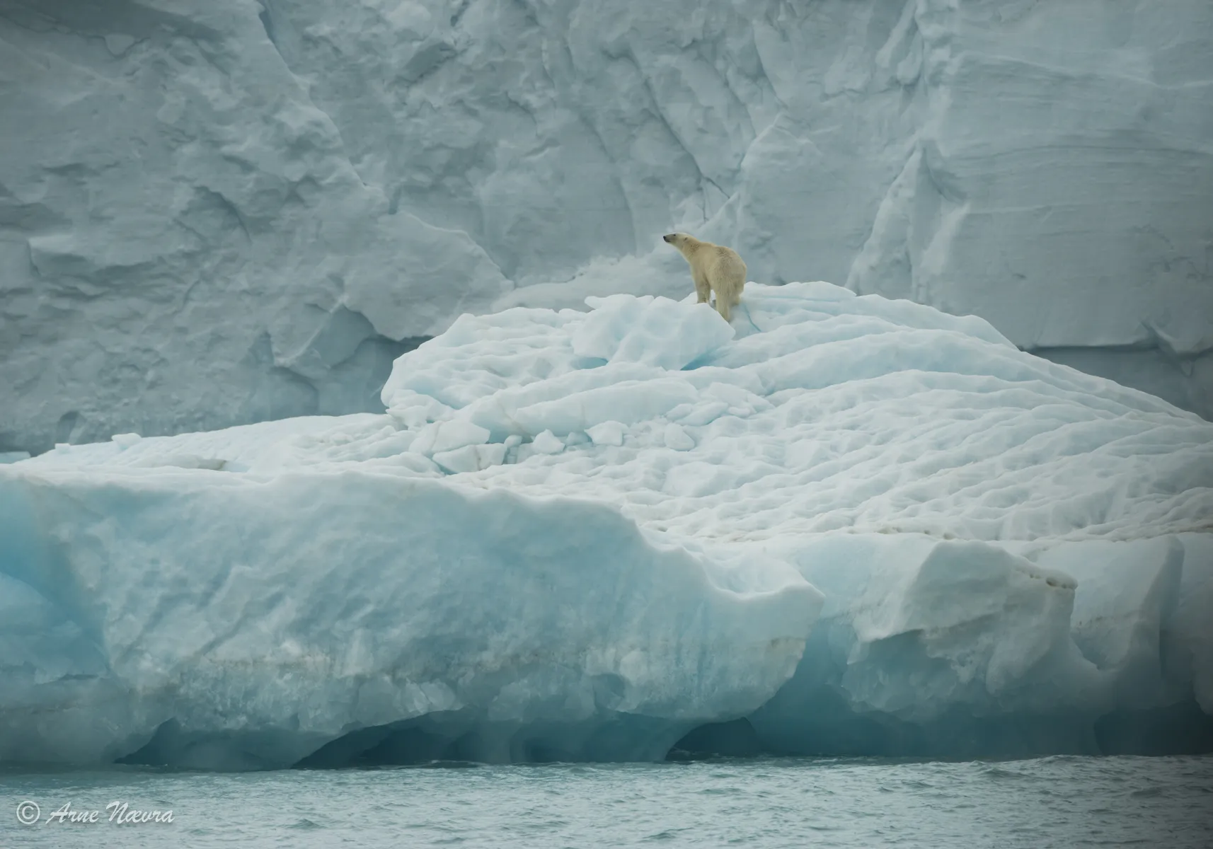 0136 — Isbjørn IV. SValbard