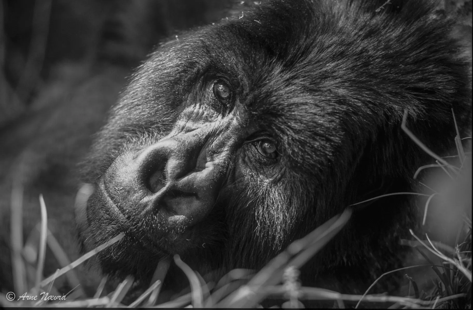 0195 — Fjellgorilla