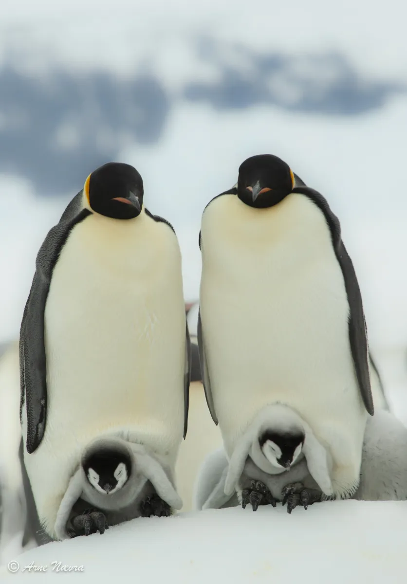 0170 — Happy feet. Keiserpingvin