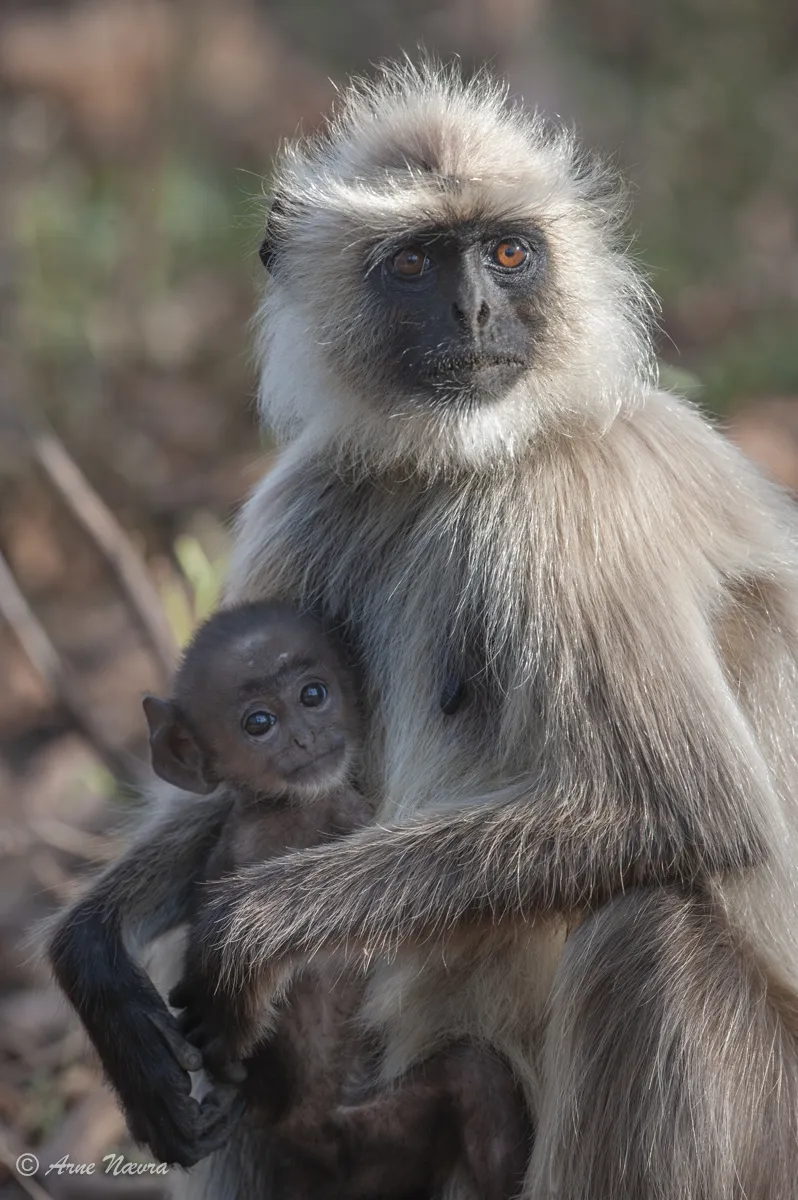 0183 — Hanuman, lemur mwd unge, Kanha, India
