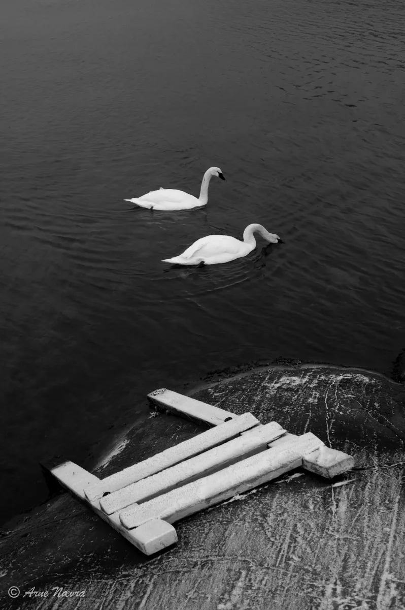 0204 — En sommer er over. Knoppsvaner