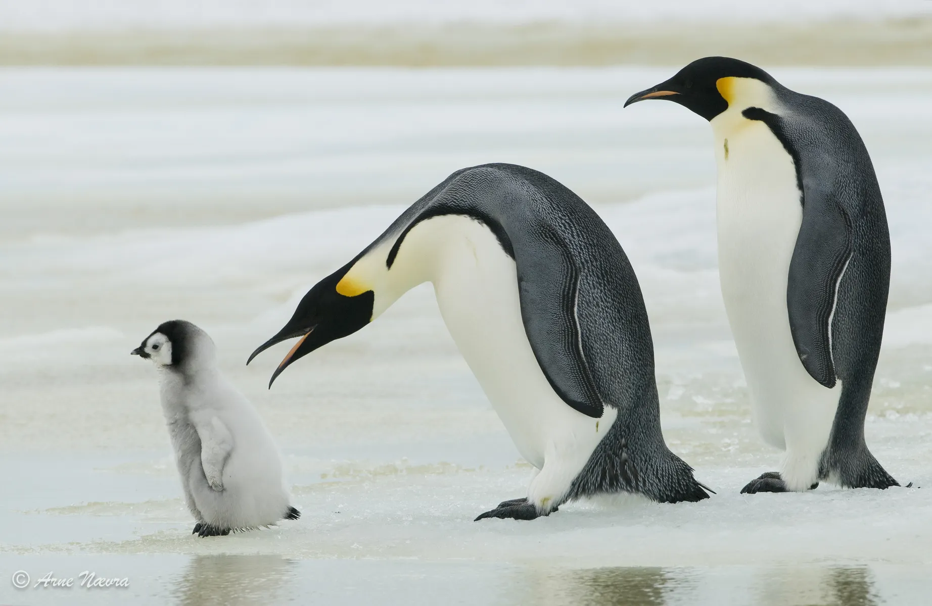 0167 — Emperor penguins