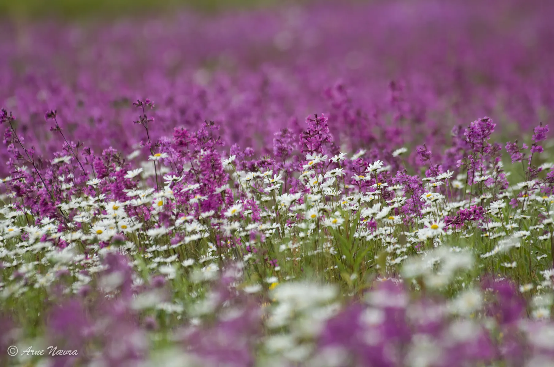 0119 — Blomstereng-II