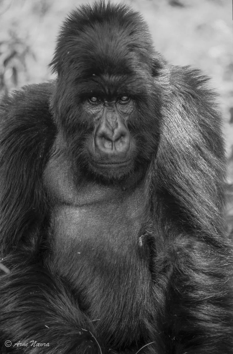 0194 — Fjellgorilla