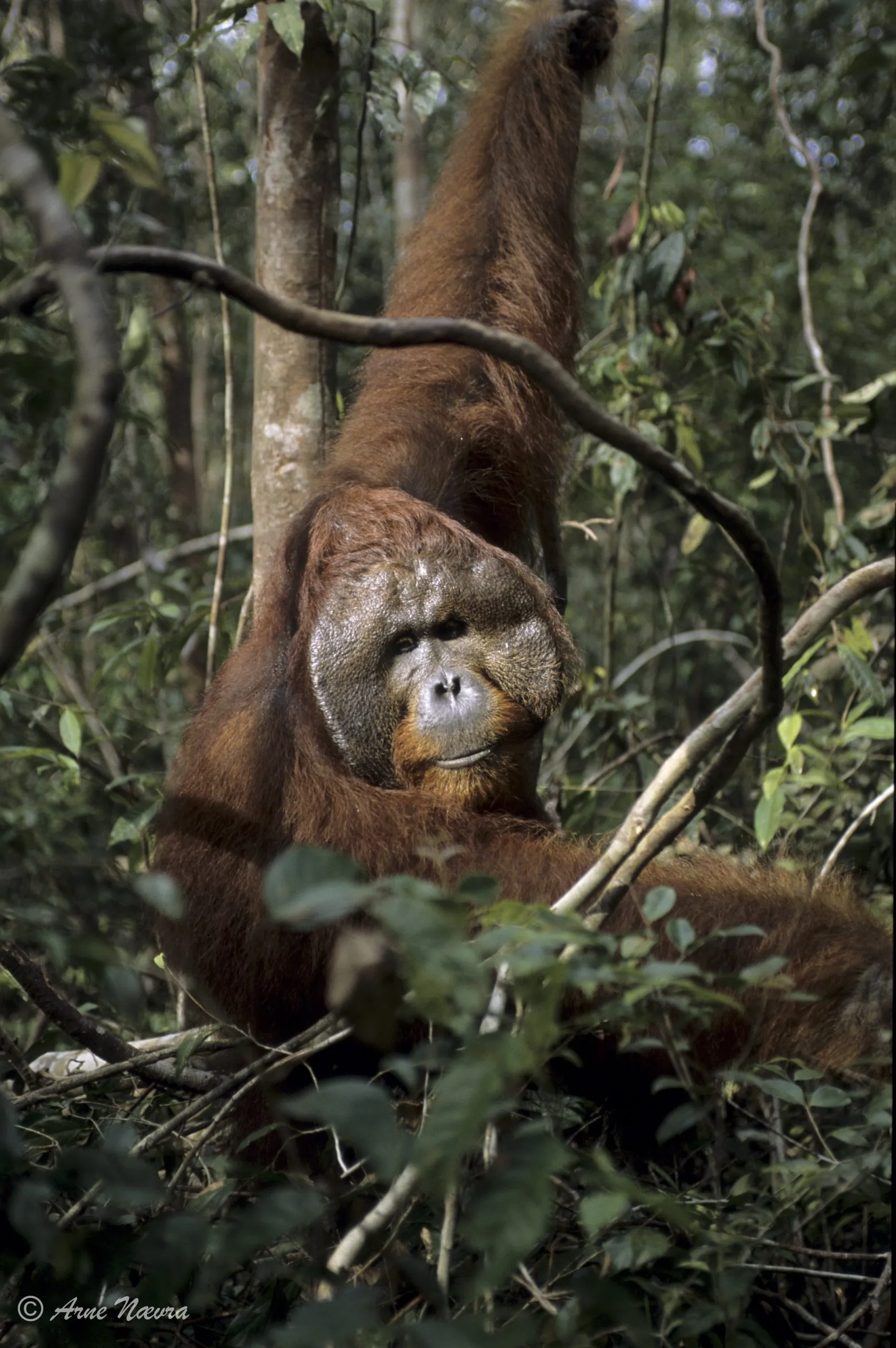 0182 — Naermote IV. Orangutanghann
