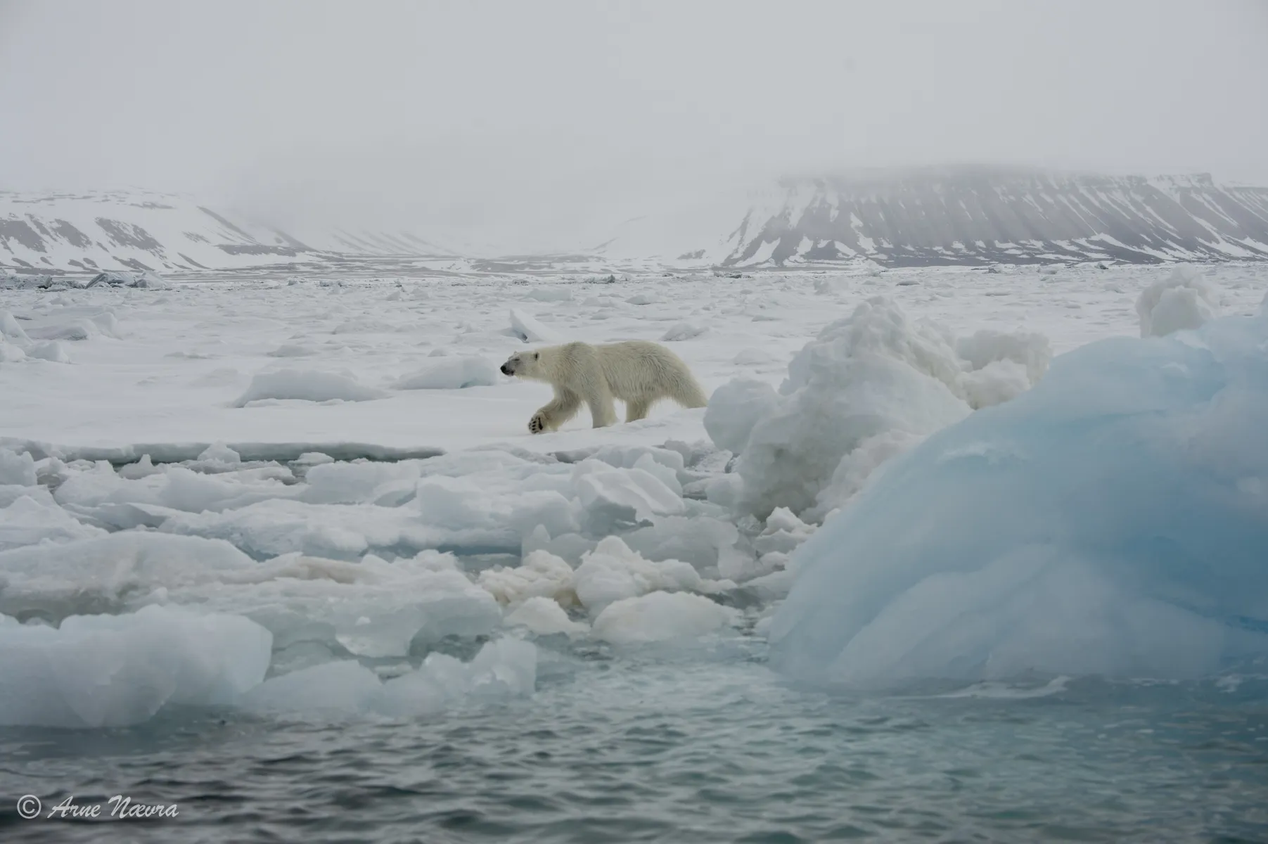 0135 — Isbjørn III. Svalbard