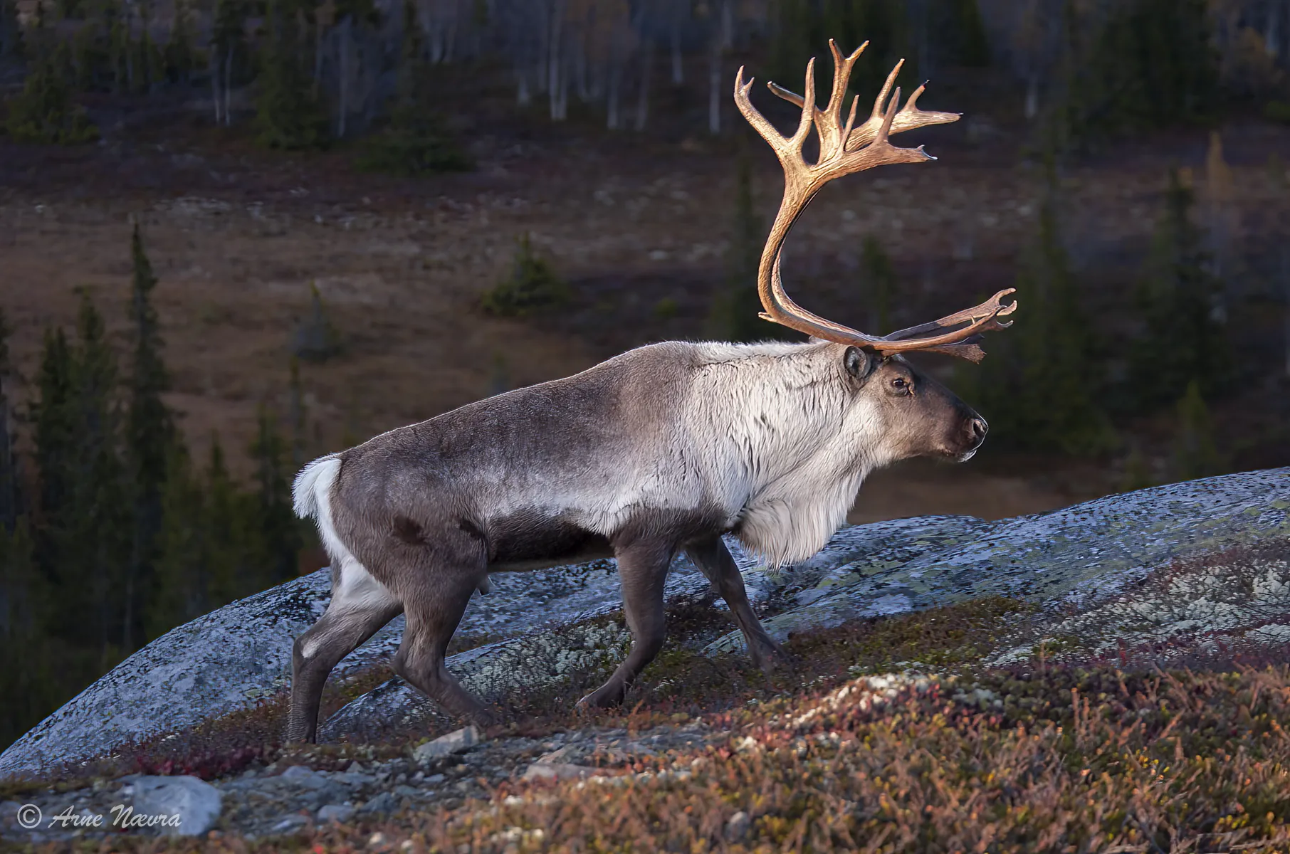 0096 — Til Dovre faller. Villreinbukk