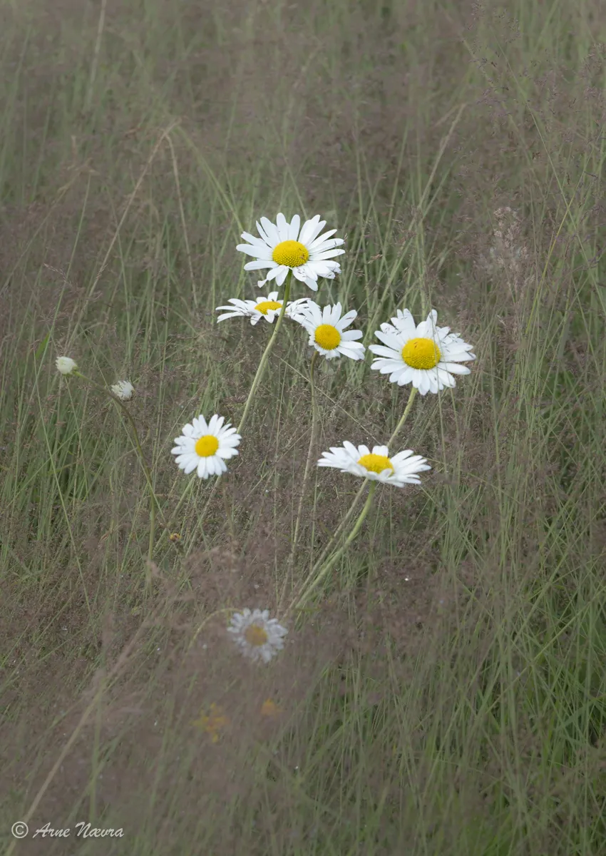 0118 — Blomstereng III