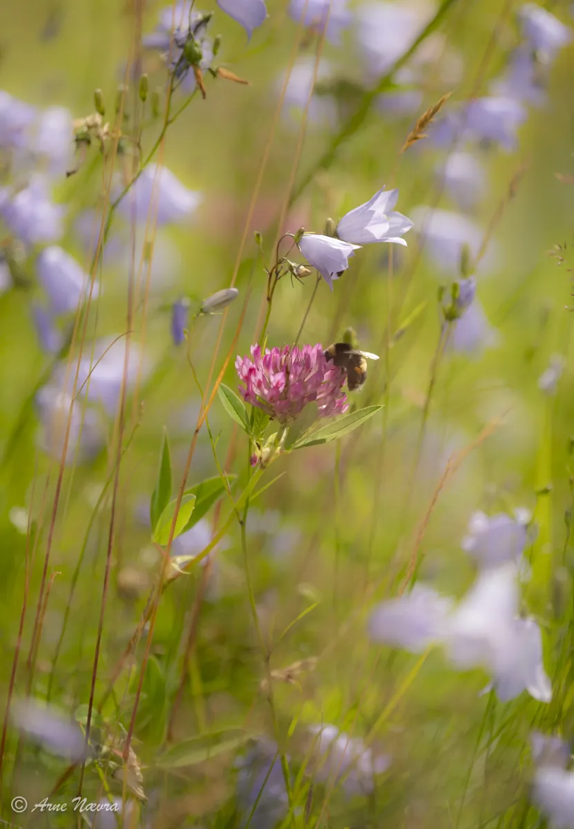 0113 — Blomstereng I