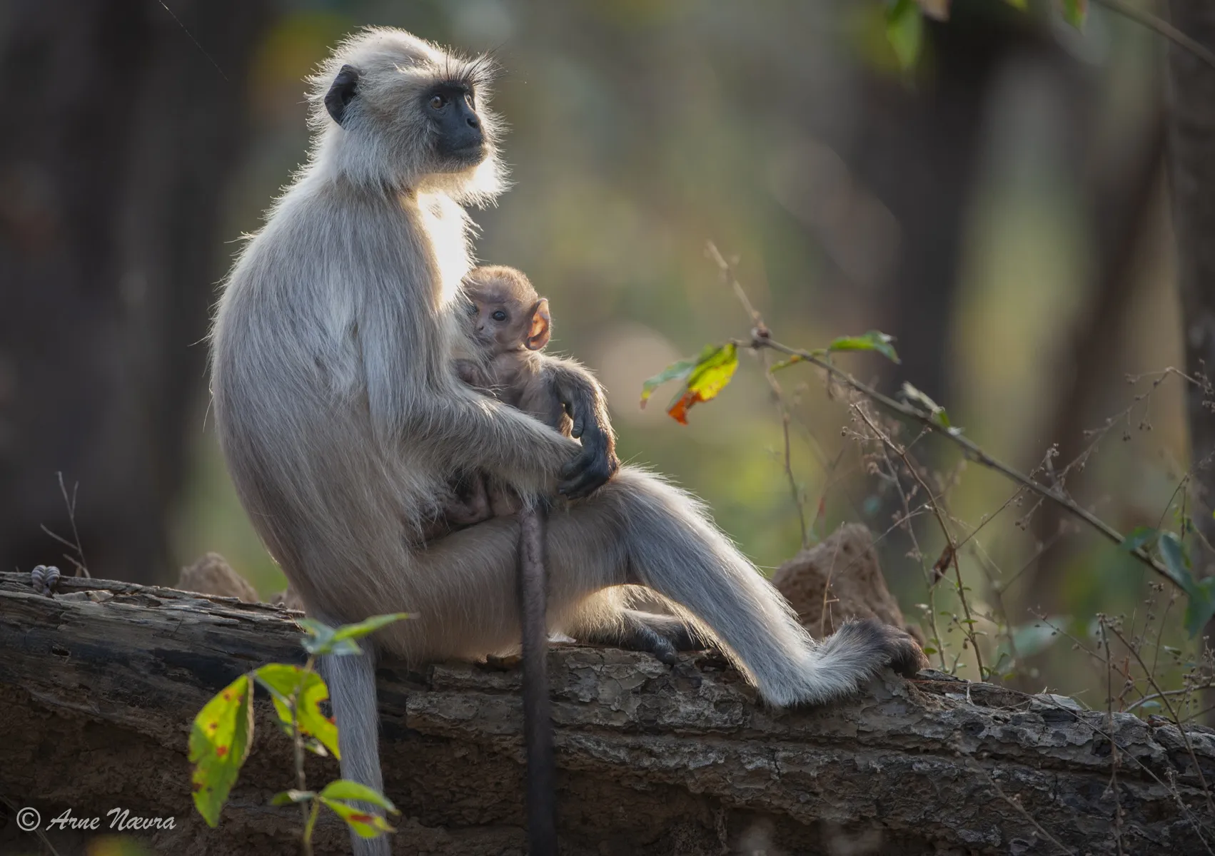 0185 — Hanuman, lemur mwd unge, Kanha, India