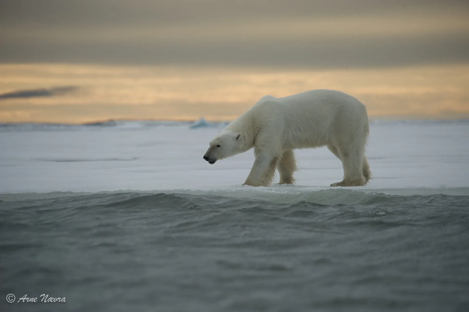 0131 — Isbjørn I. Svalbard