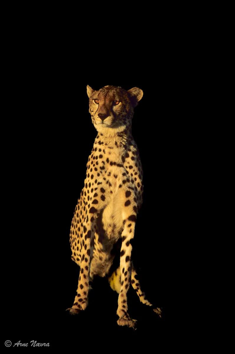 0174 — Gepard