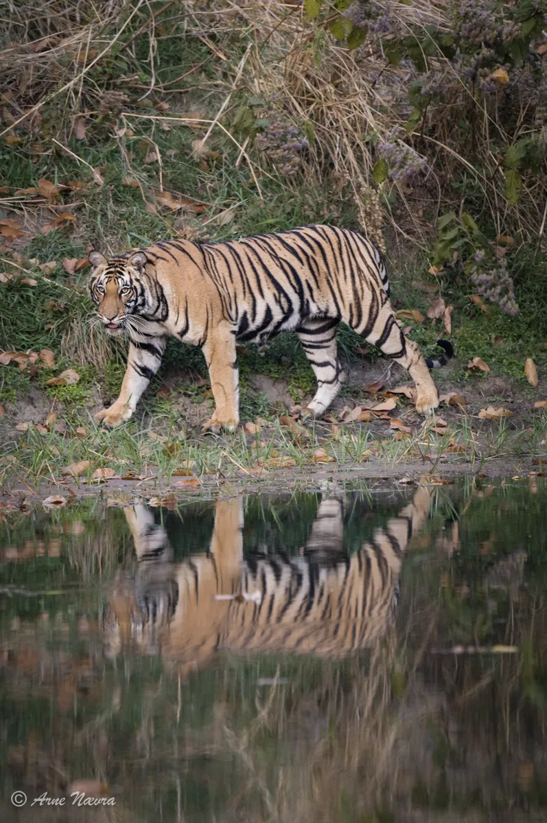 0177 — Tiger ved vann. India