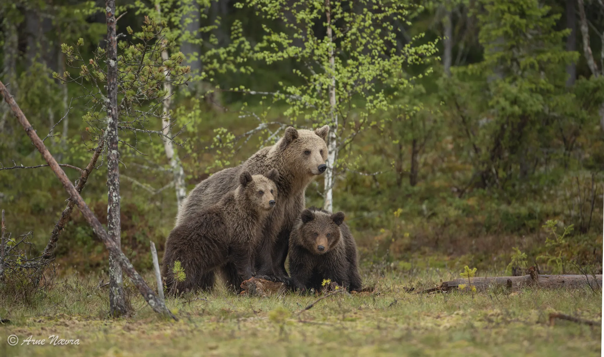 0024 — Bjørnefamilie I. Finland