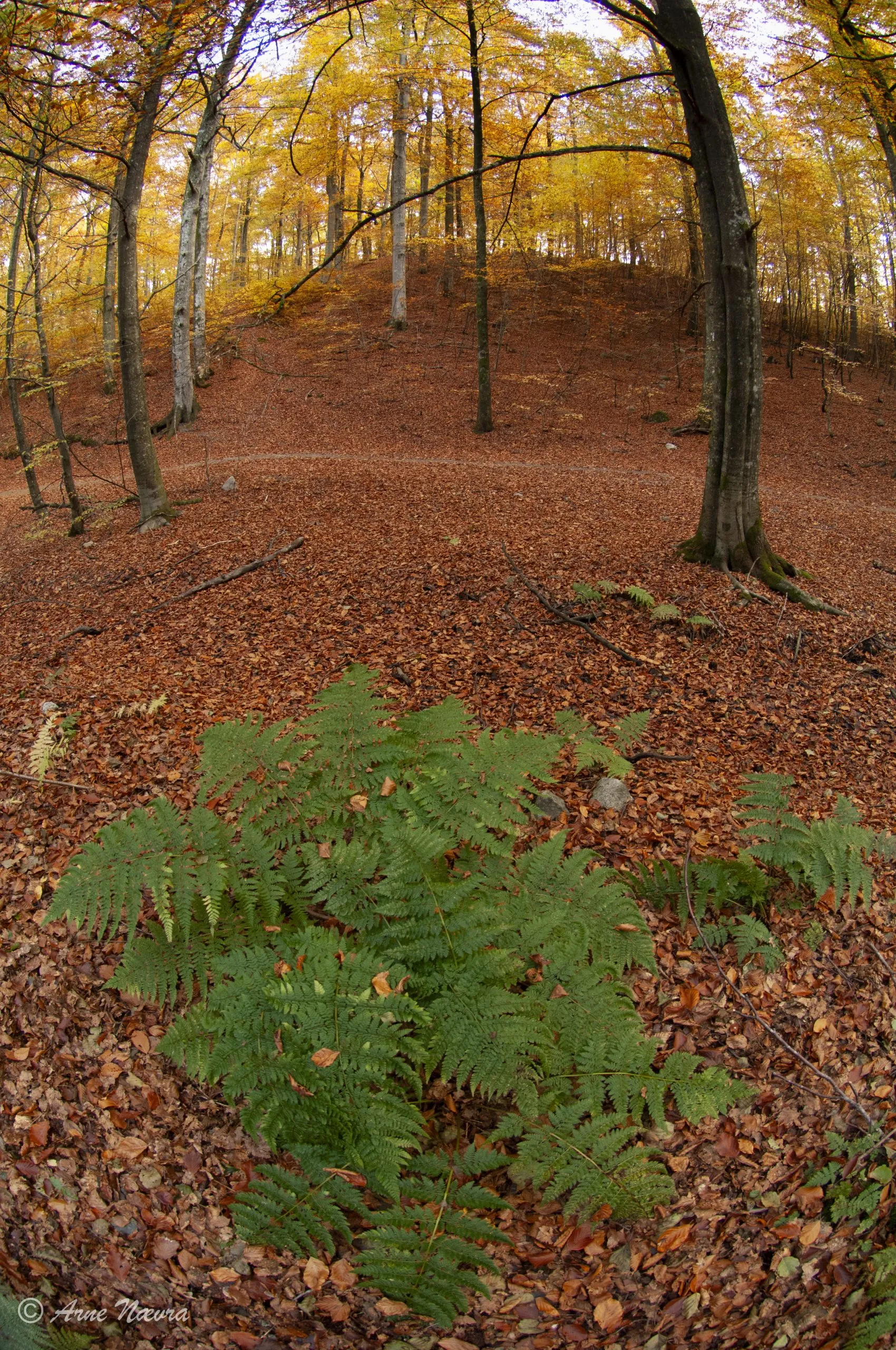 0123 — Bøkeskog høst IV