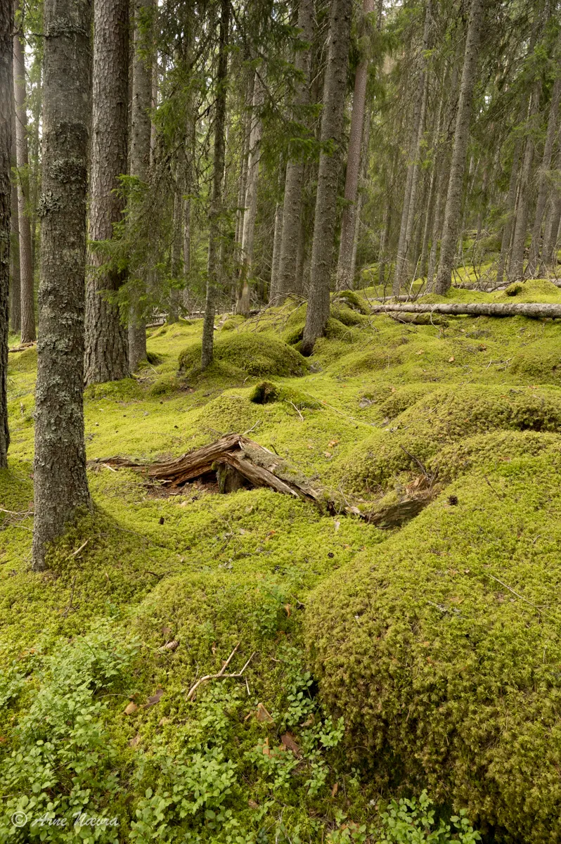 0003 — Naturskog I