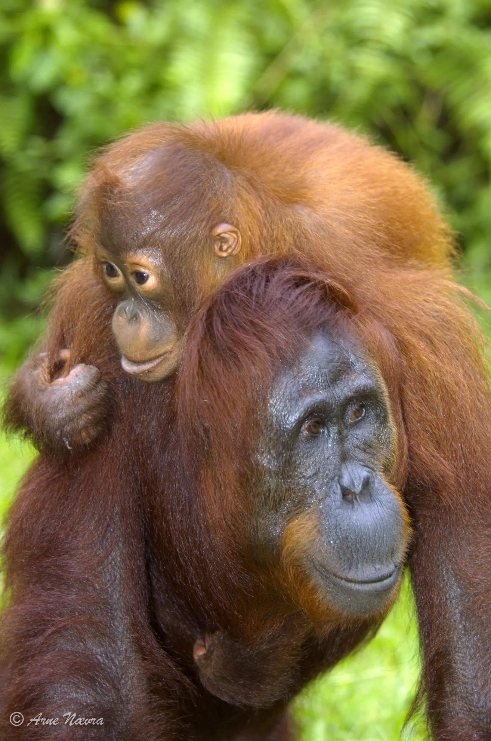0181 — Omsorg i atte ar.-Orangutangmor med unge.-Indonesia
