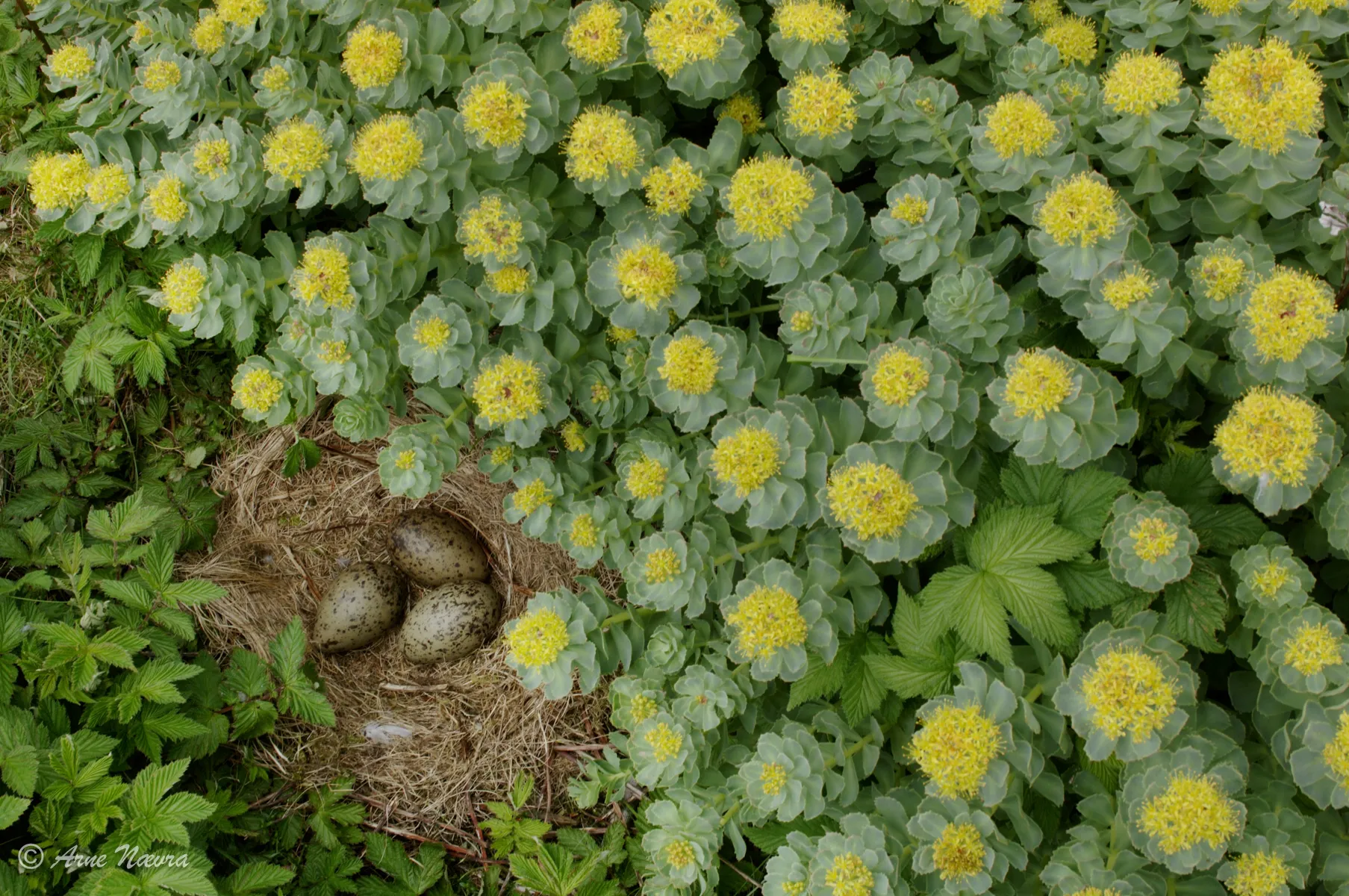0060 — Makeegg og rosenrot