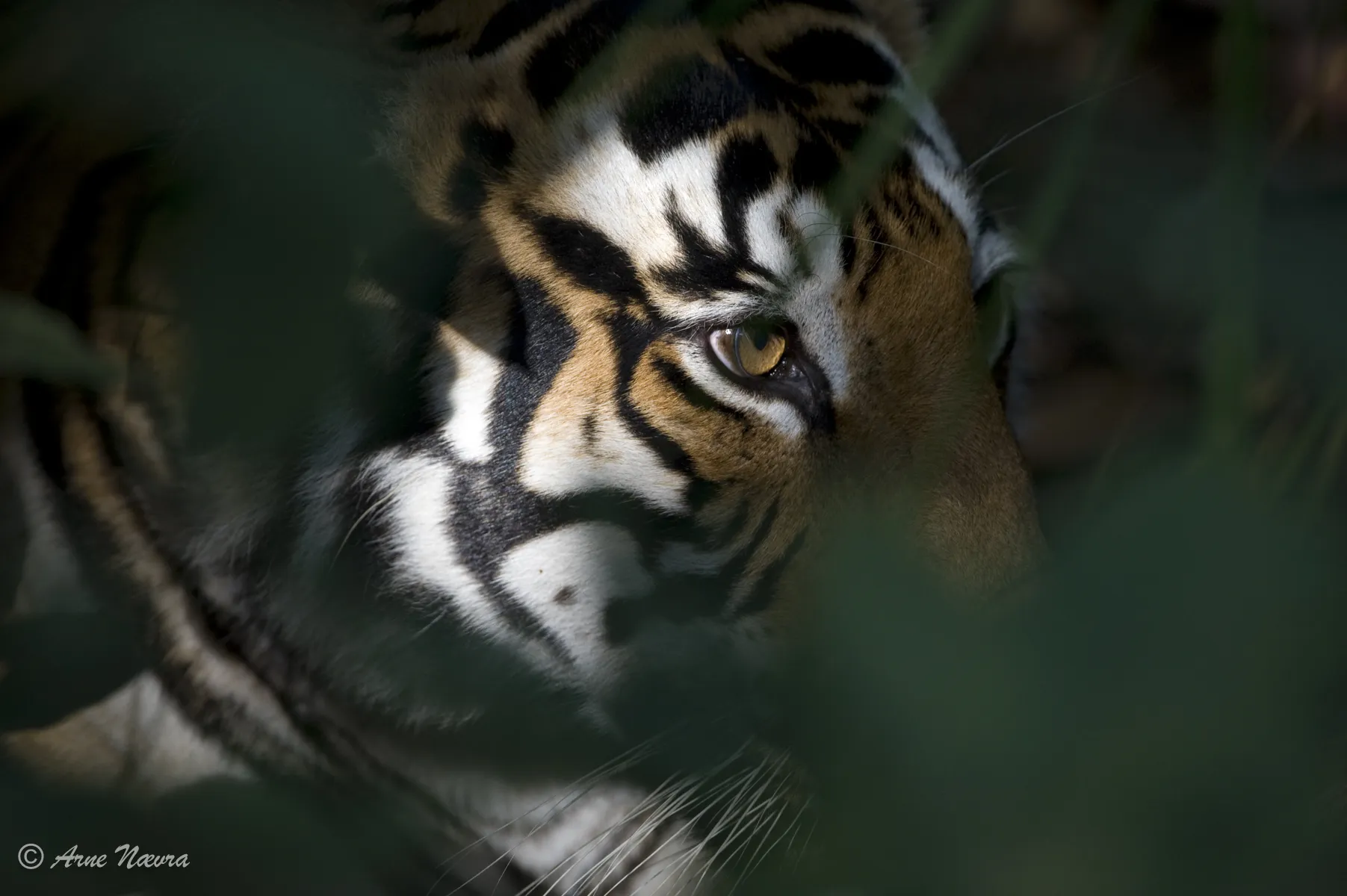 0178 — Nærmøte I. Tiger, India