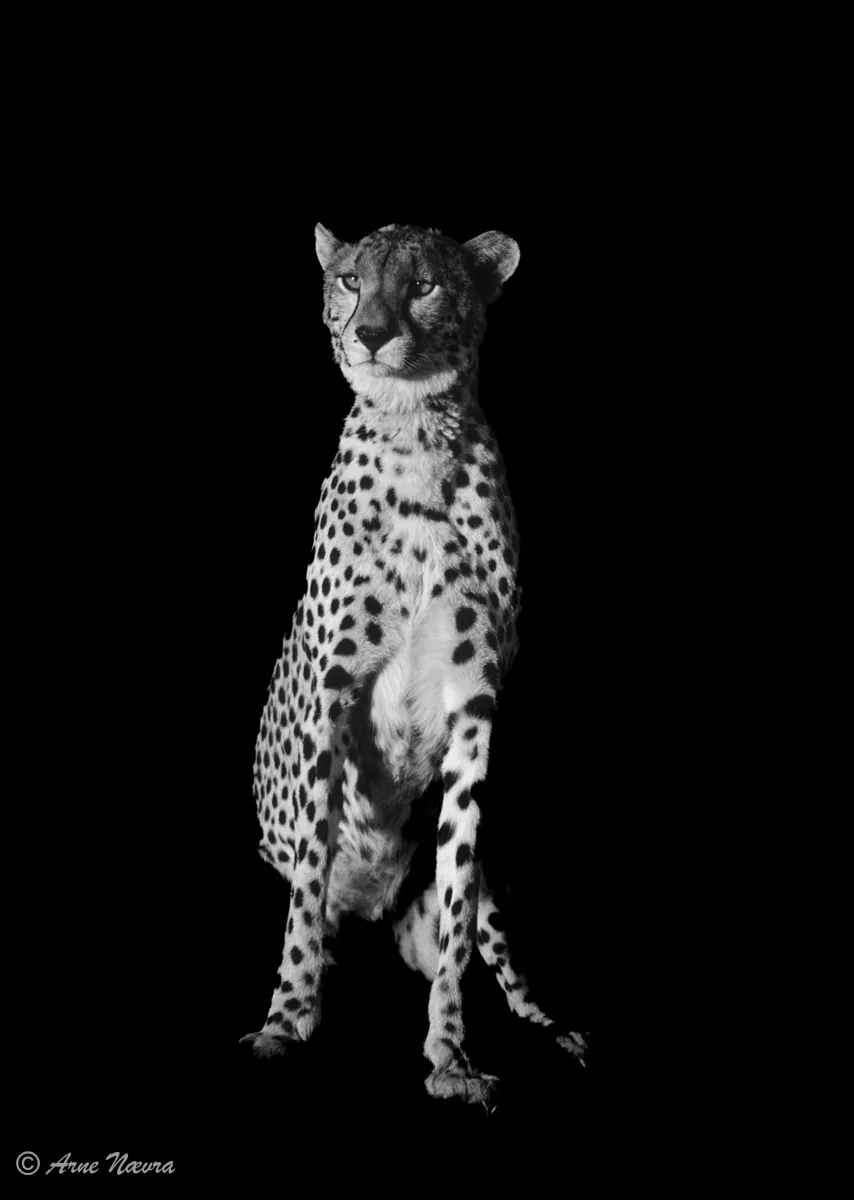0191 — Gepard.-Svarhvit