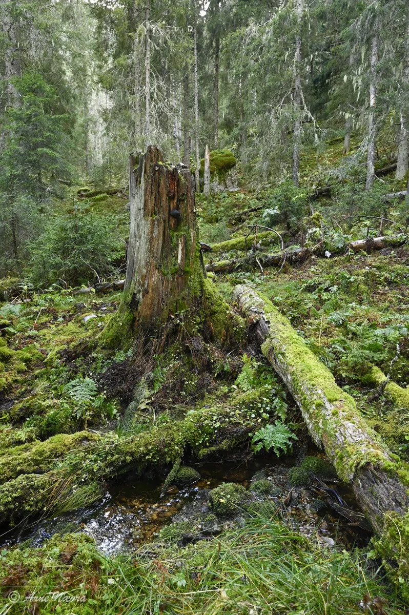 0004 — Naturskog II