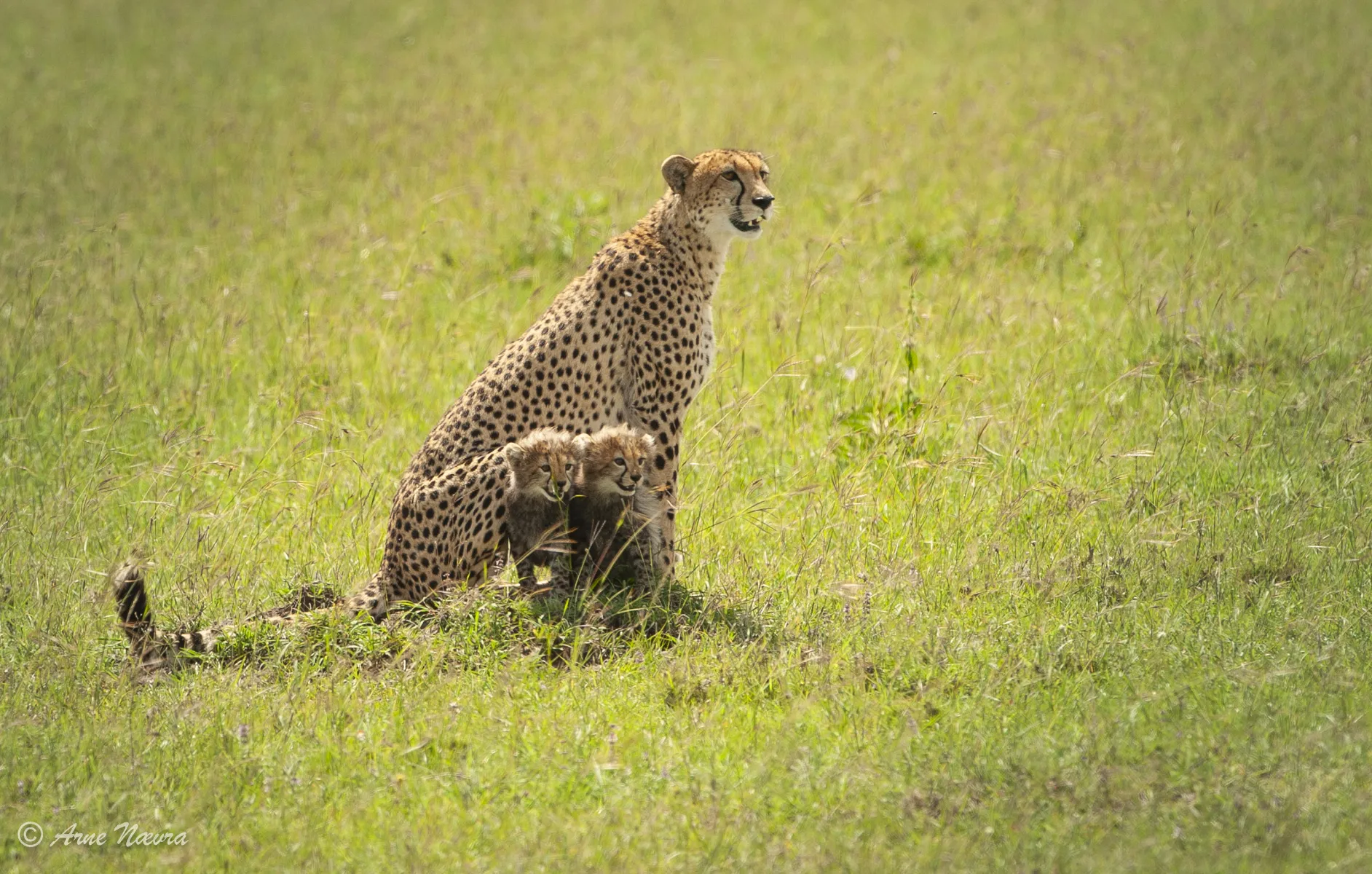 0173 — Gepard med unger. Kenya