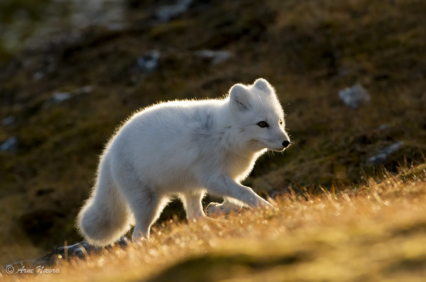 0154 — Fjellrev III. Svalbard